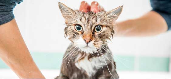 bathing-cat