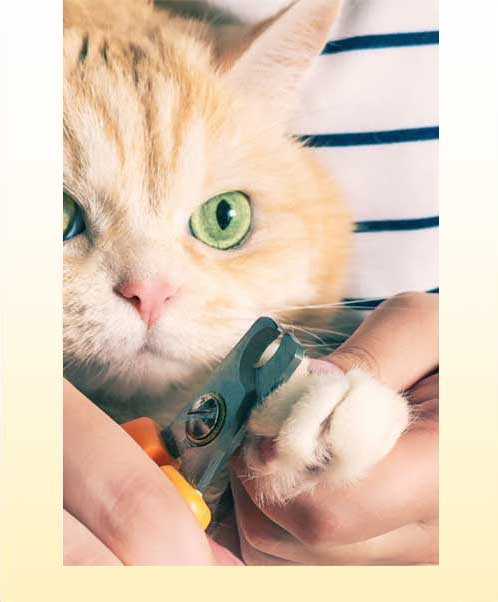 nail-clipping-cat-desktop