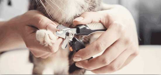 nail-clipping-cat