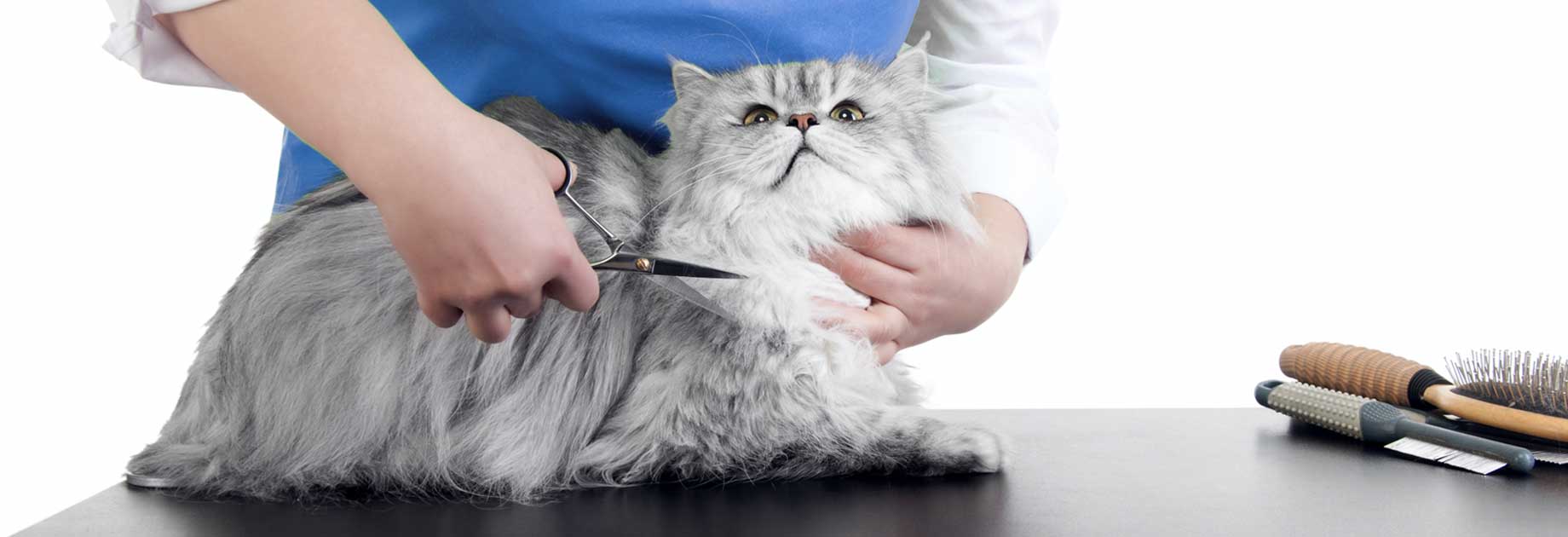 cat-getting-groomed-on-table