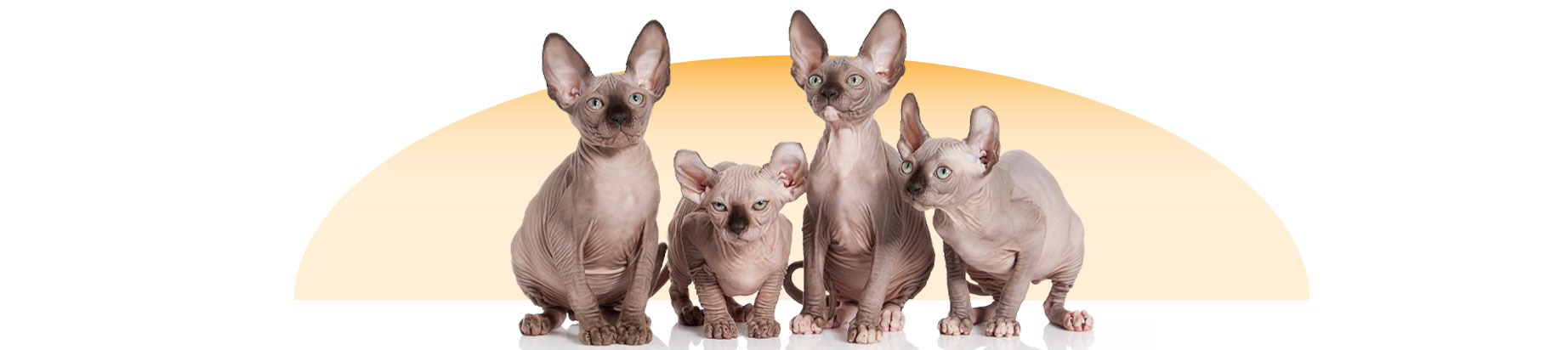 sphynx-cats