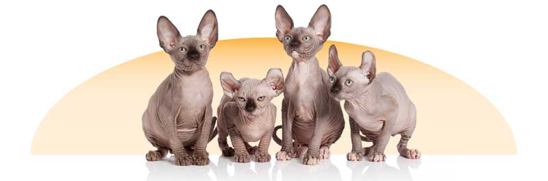 sphynx-cats