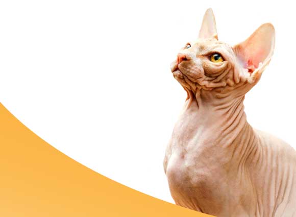 sphynx-cat