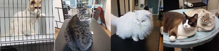 photos-of-cats-at-lion-kuts