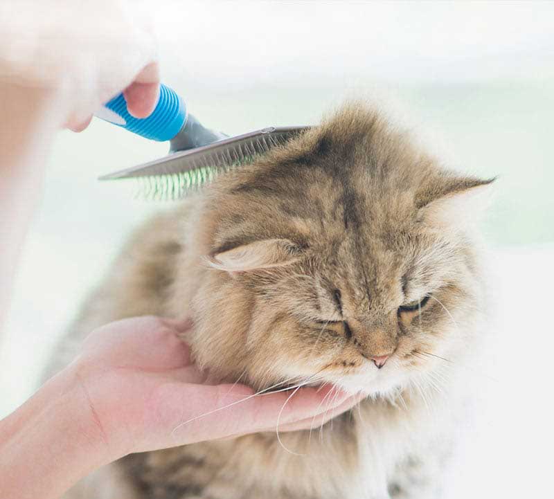 groomed-cat