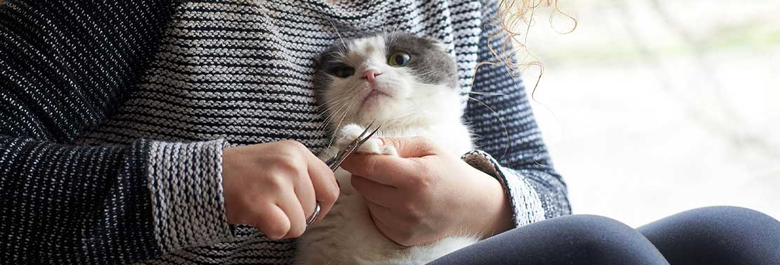 cat-getting-nails-clipped