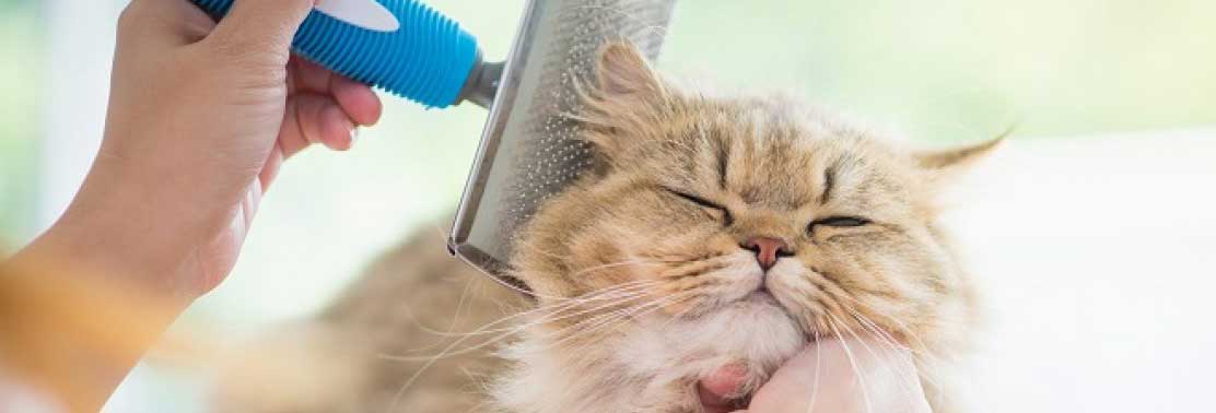 cat-getting-brushed