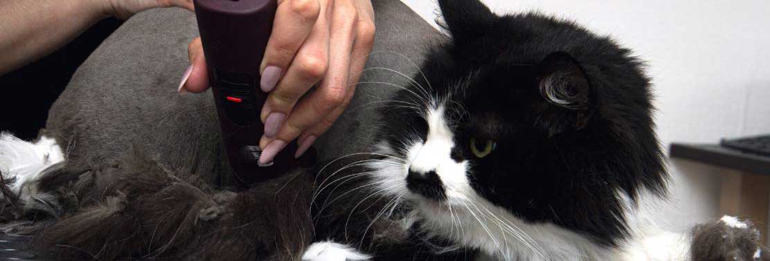 cat-belly-being-shaved