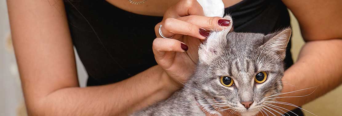 cat-getting-ear-and-eyes-cleaned